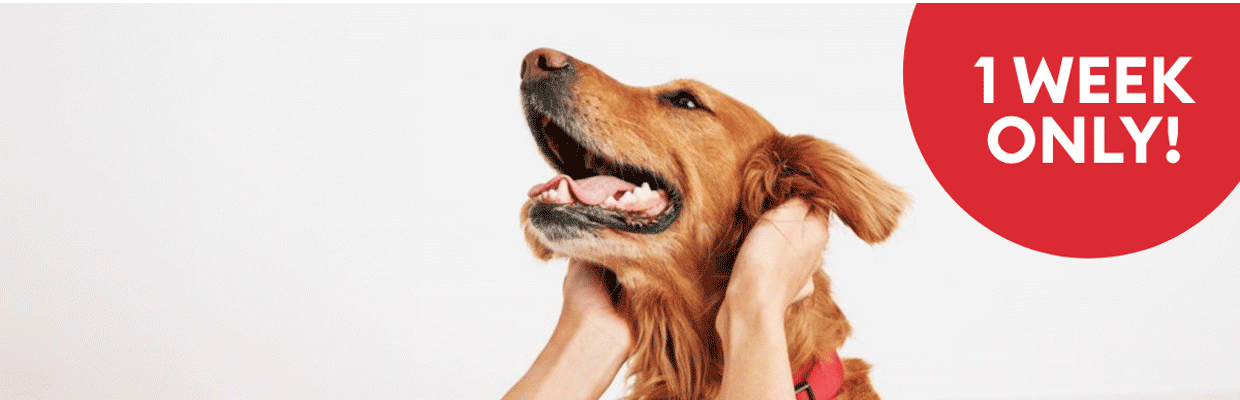 1 week only message and a pet parent rubbing a dog's head