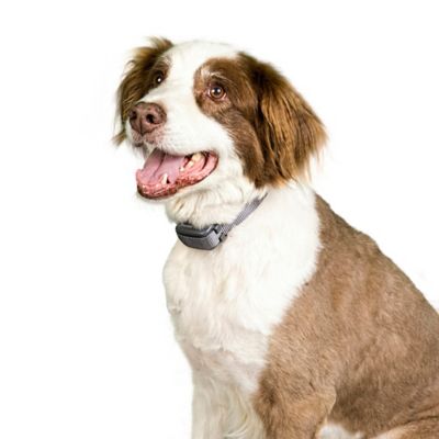 300 yard trainer premier pet