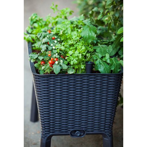 Keter Easy Grow Elevated Plastic Planter In Anthracite Bed Bath Beyond