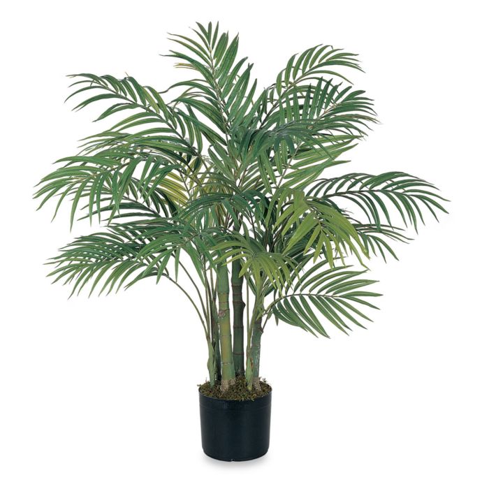 Areca Palm Silk Tree 