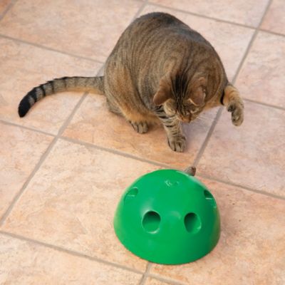 pop n play cat toy