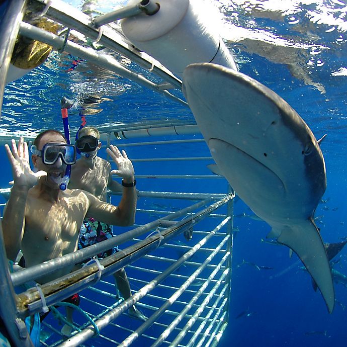 Shark Cage Diving by Spur Experiences® (Oahu, HI)