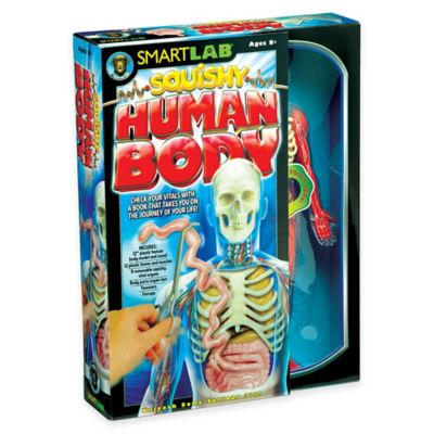 squishy human body kit