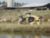 Utility Grapple Forks Application Photo