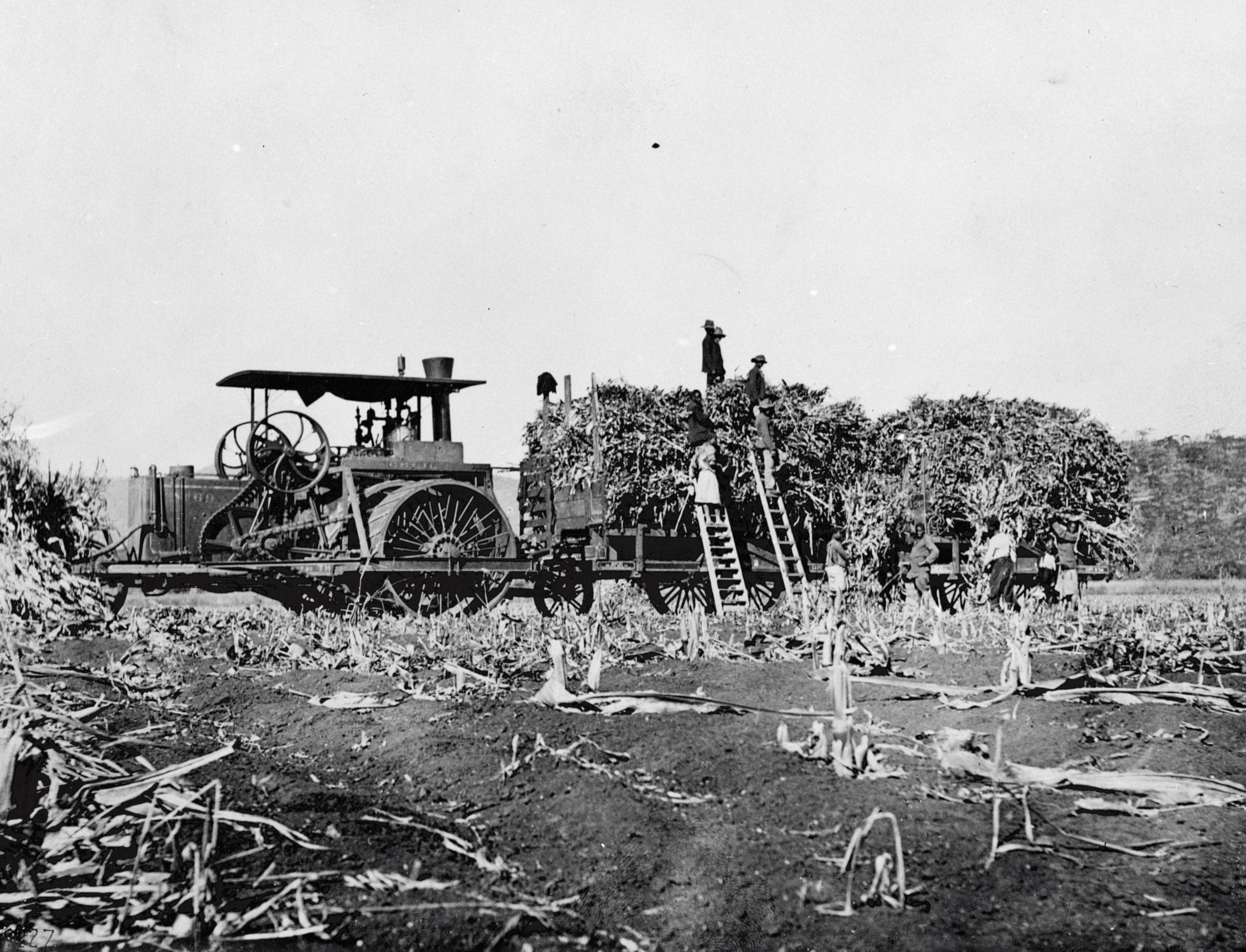 Holt steam tractor No.69 in field