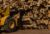 Cat® Sorting Grapple Forks Picking Up a Load