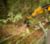 Cat® HM210 Mulcher Clearing Brush on Over a Fence