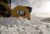 Cat® Snow Push doing the work.