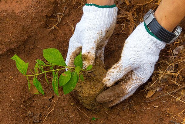 Mãos plantando uma pequena árvore