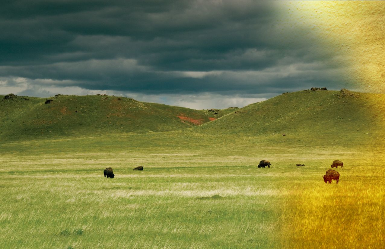 Environmental Impact