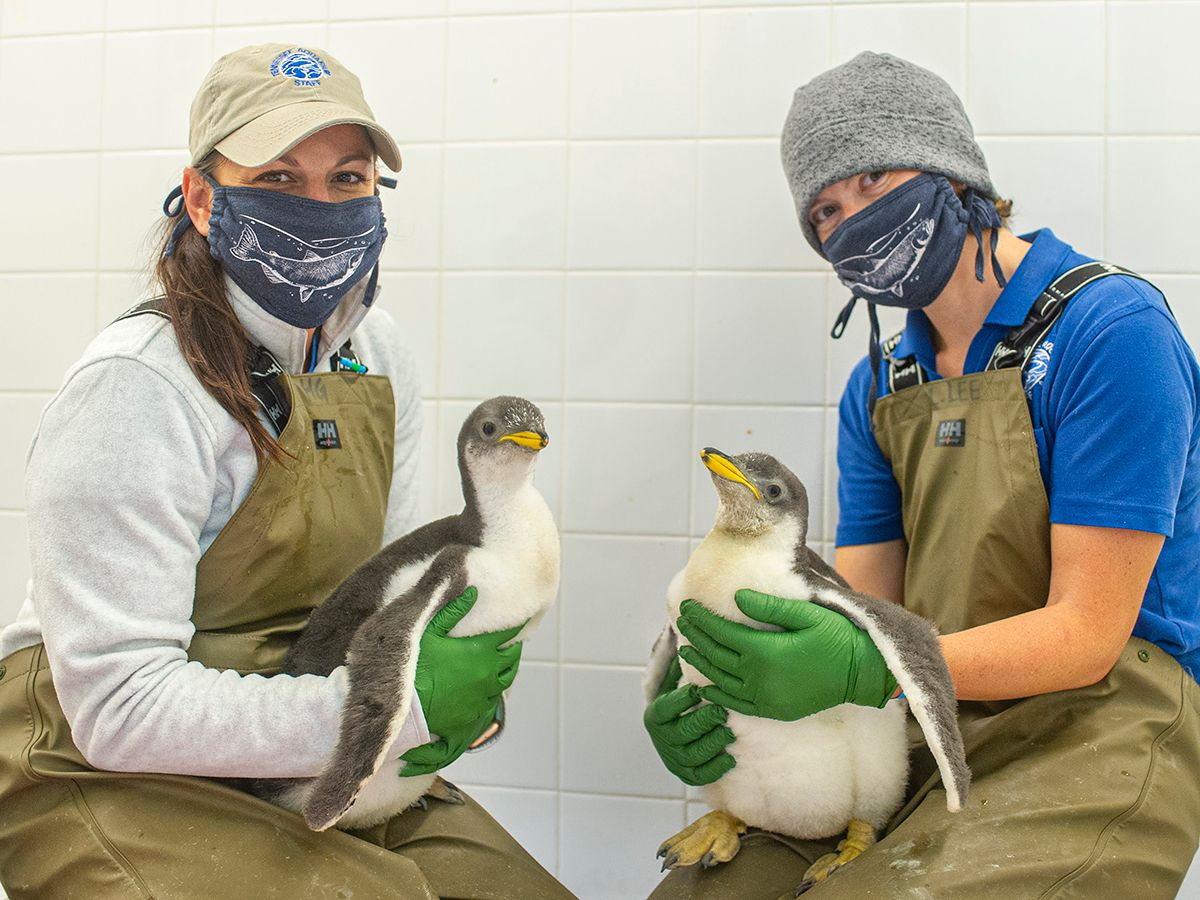 Acuario de Tennessee 