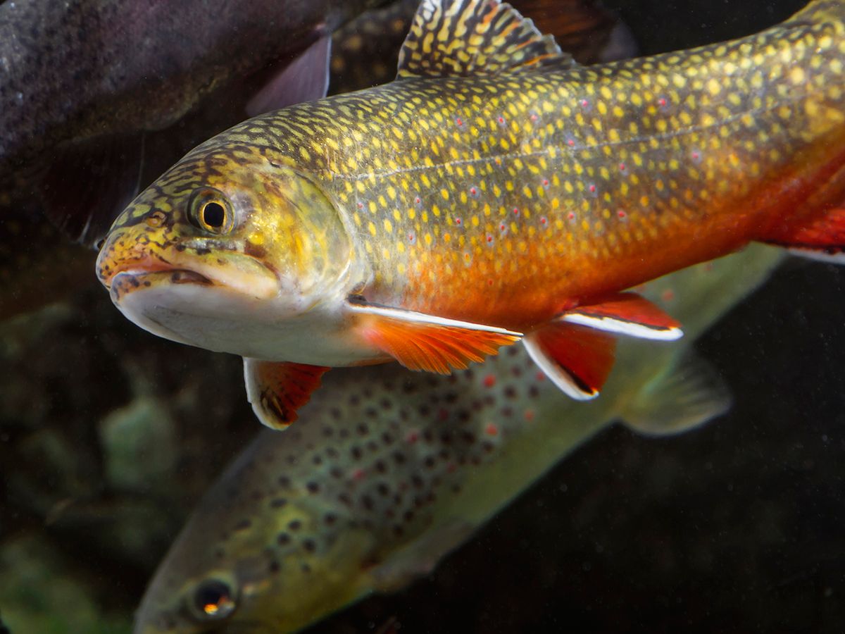 Acuario de Tennessee 