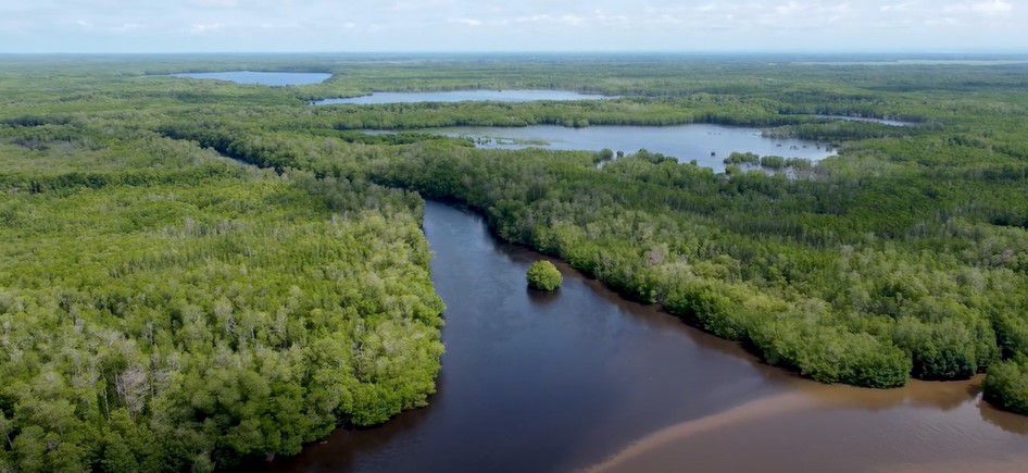 Caterpillar  Caterpillar