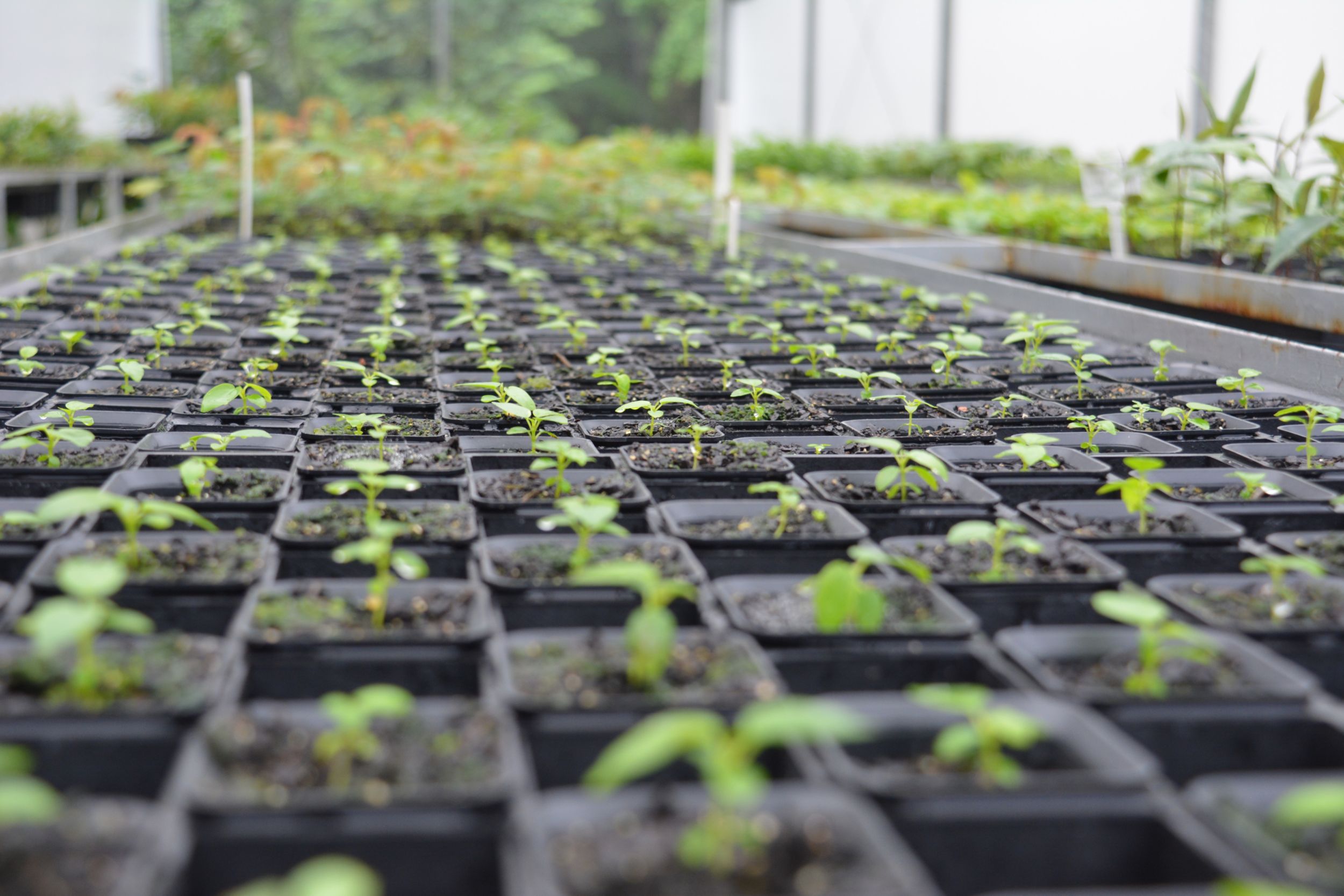 Mudas nativas da Mata Atlântica sendo preparadas para plantio