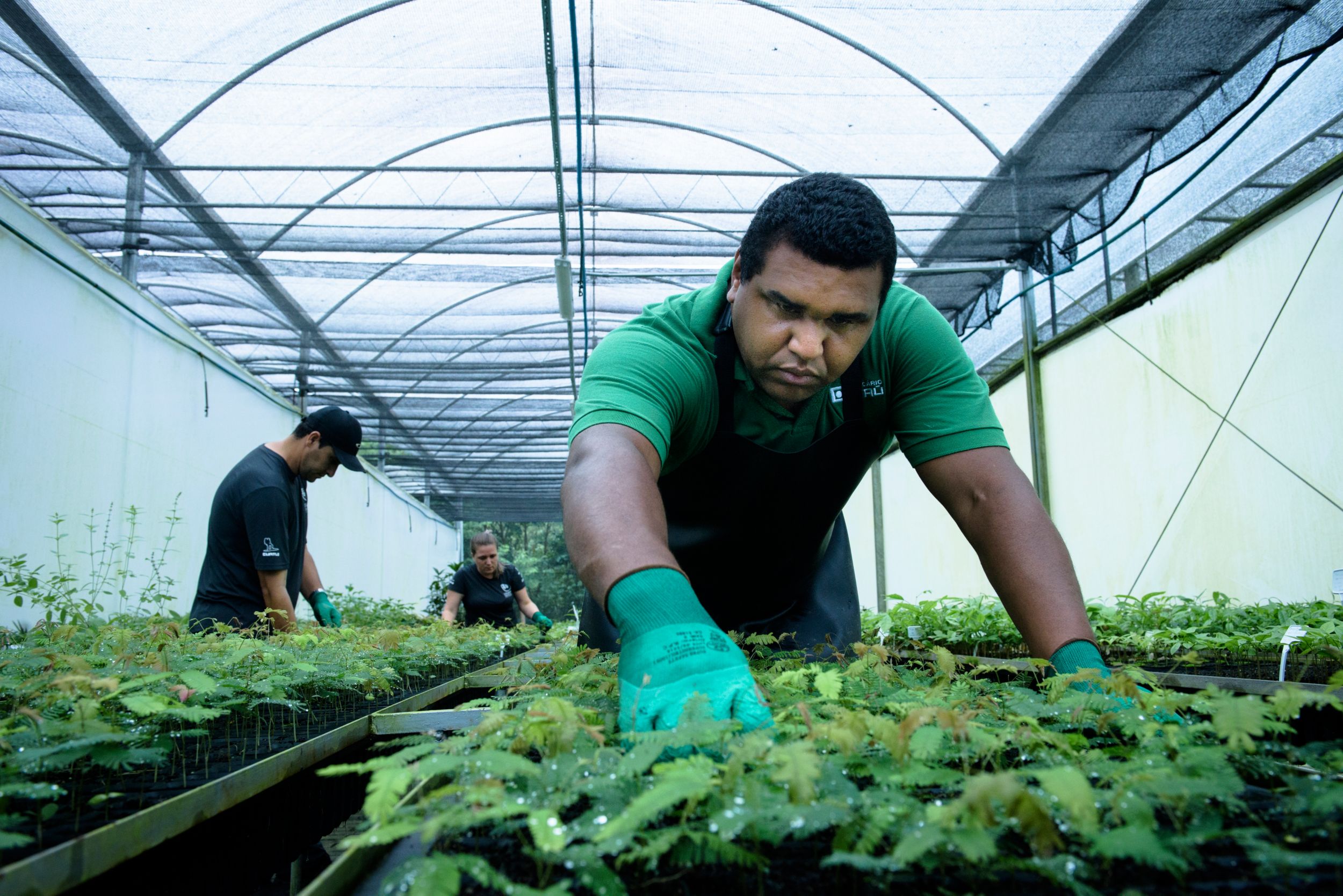 Mudas nativas da Mata Atlântica sendo preparadas para plantio
