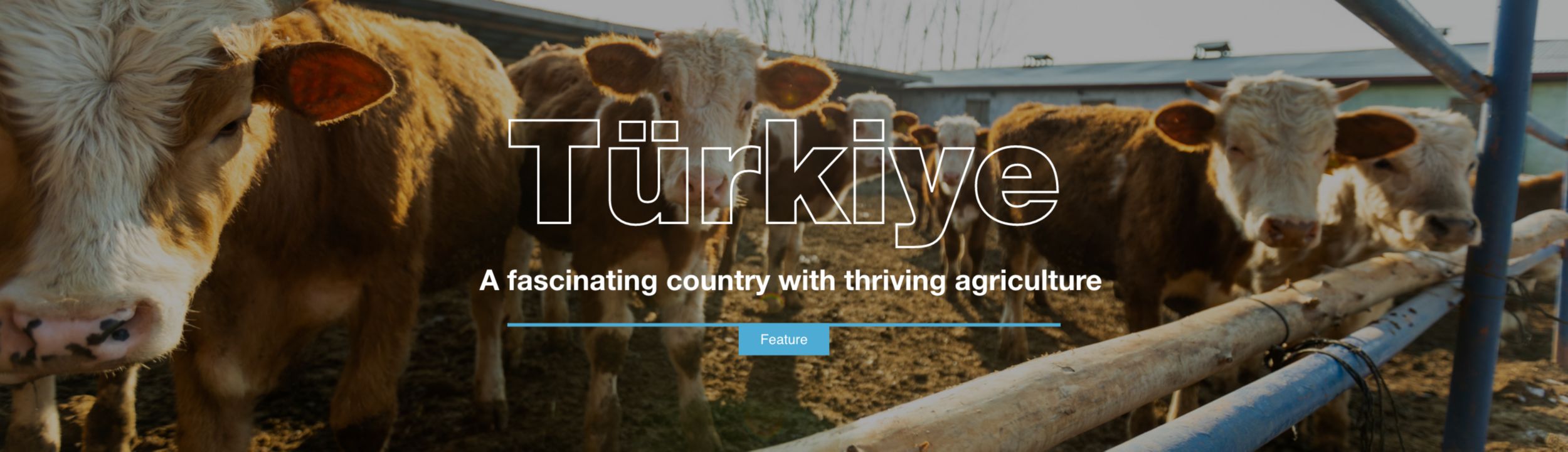 Michel Petitjeam Interview