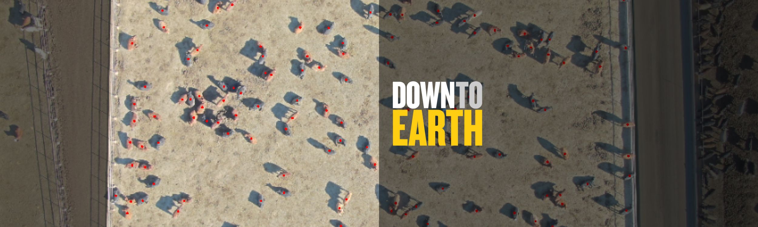 Down To Earth: How You Can Use Drones for Cattle Farming