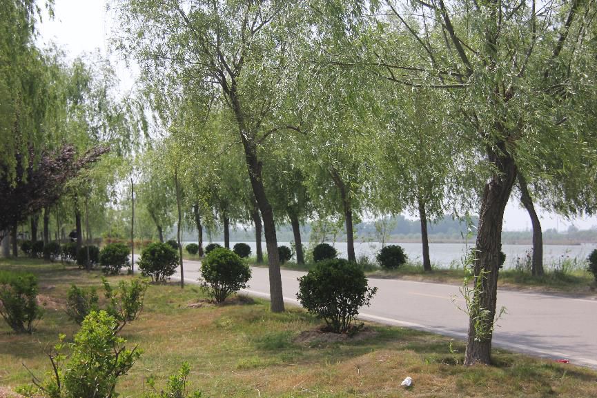 trees planted in china