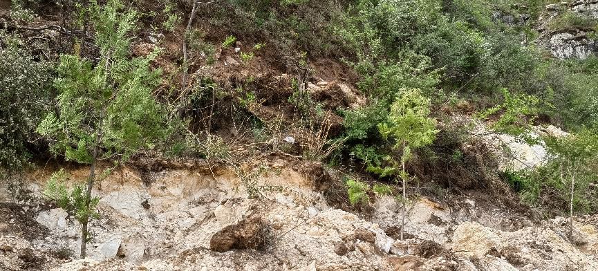 trees planted in china