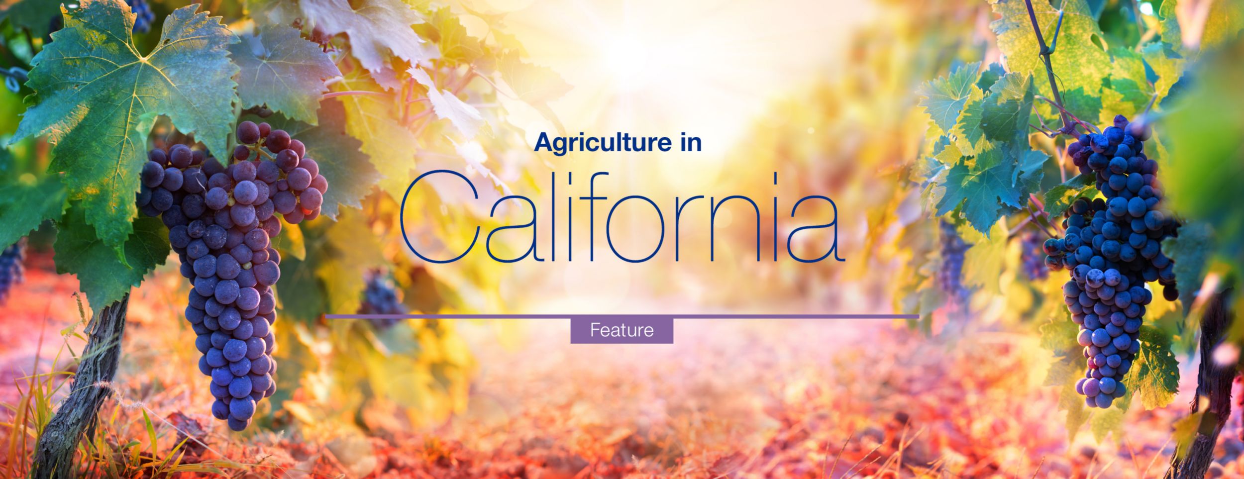 Agriculture in California