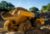 725 Three Axle Articulated Truck