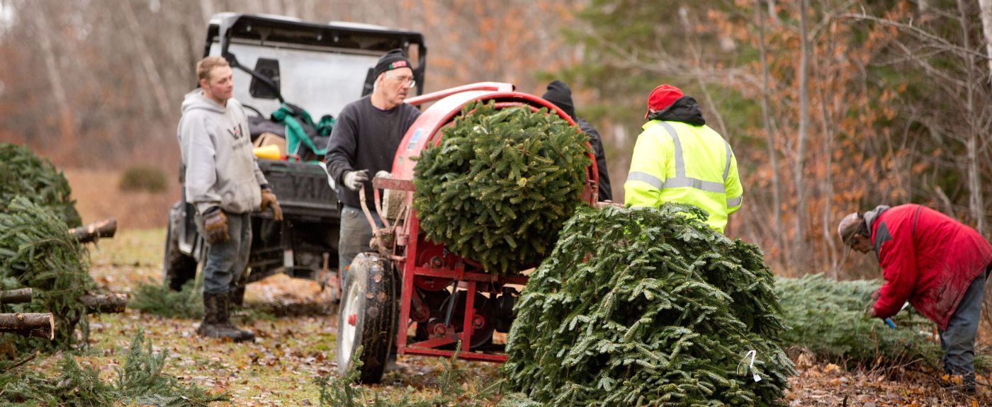 Allagash View Christmas Tree Farm in Maine