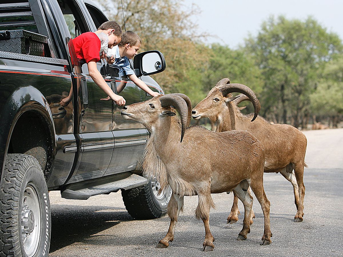 Natural Bridge Wildlife Ranch