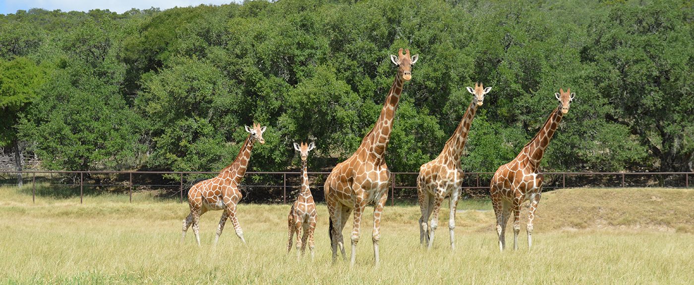 Natural Bridge Wildlife Ranch