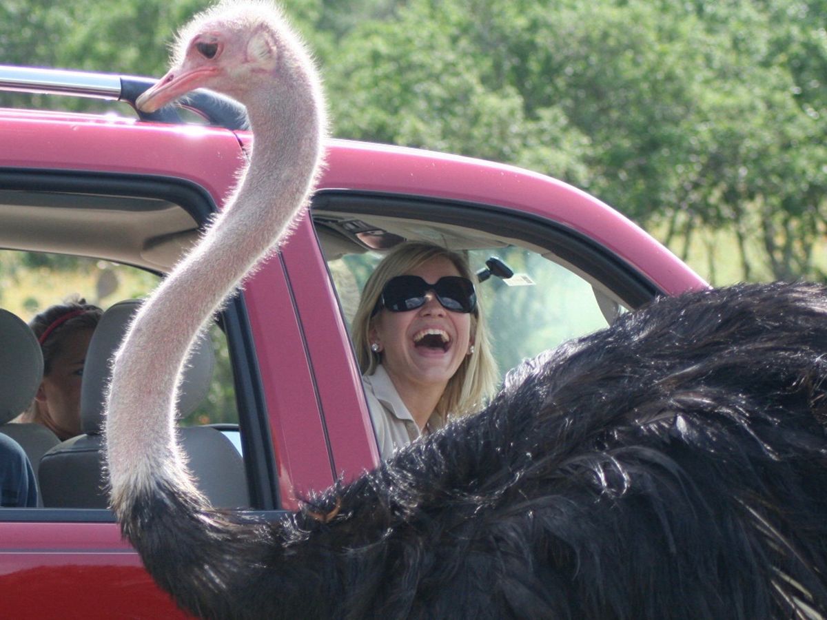 Natural Bridge Wildlife Ranch