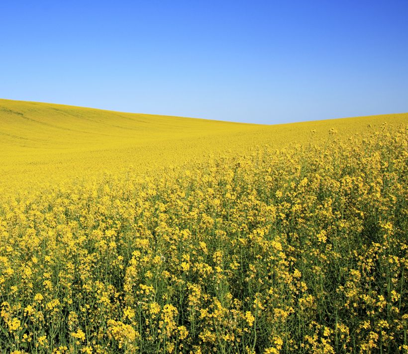 Oilseed field