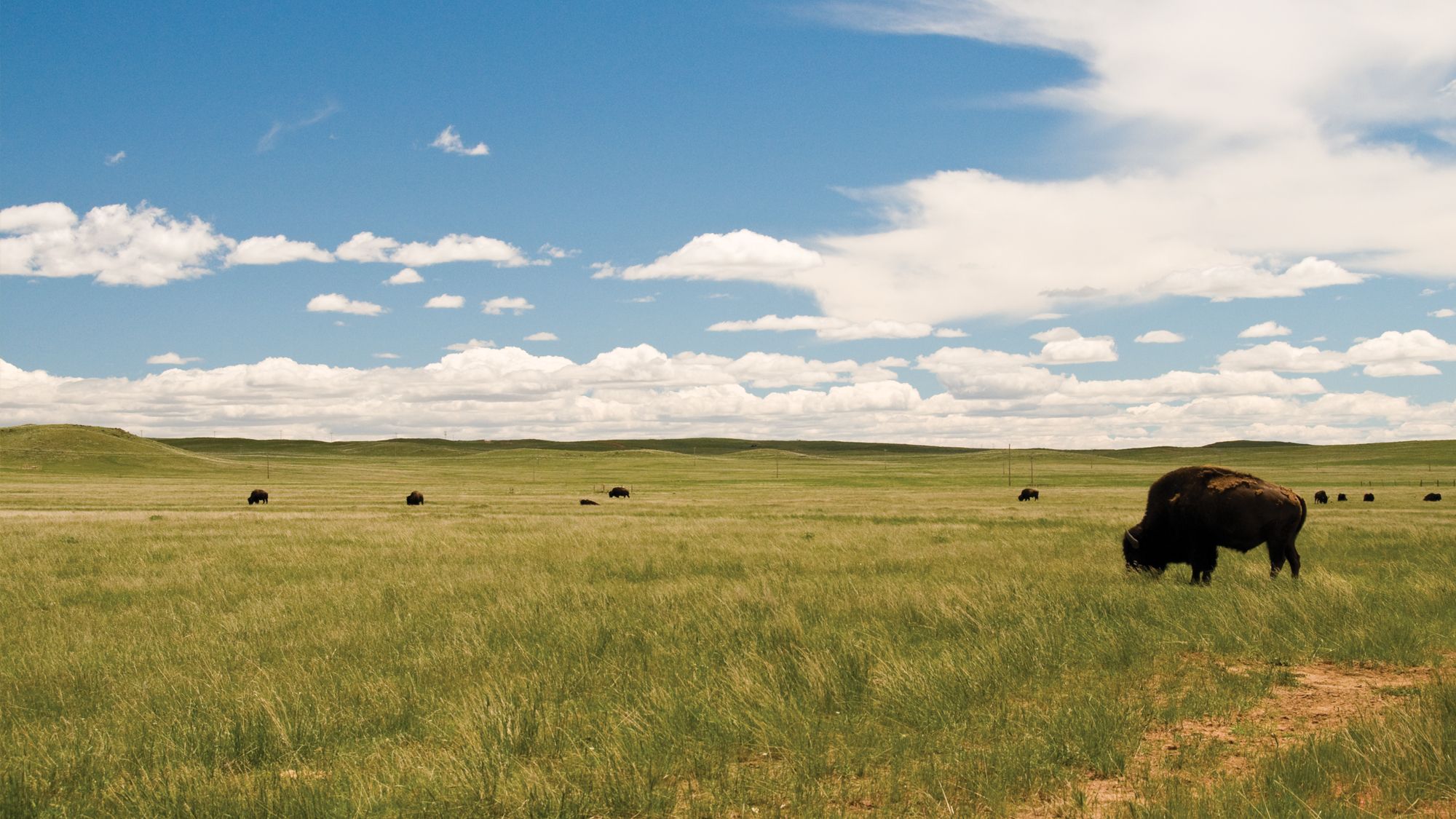 Buffalo grazing on a field