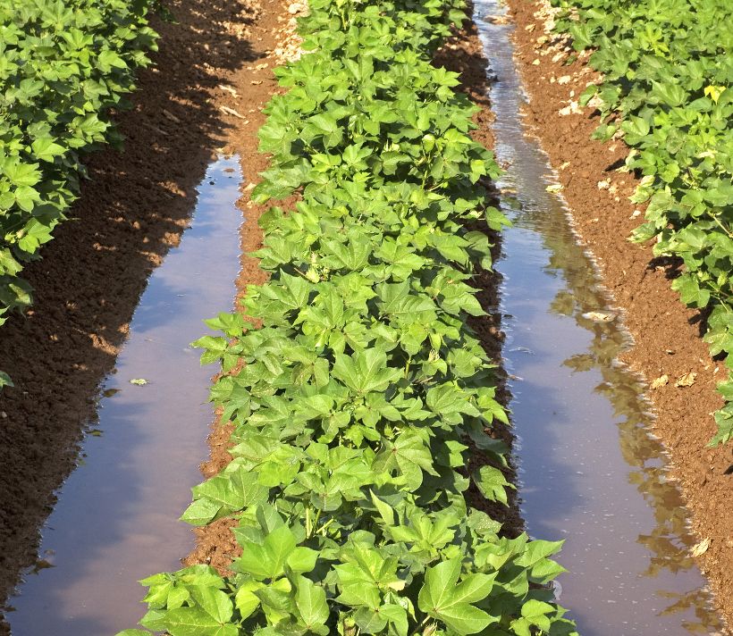 Irrigated crops