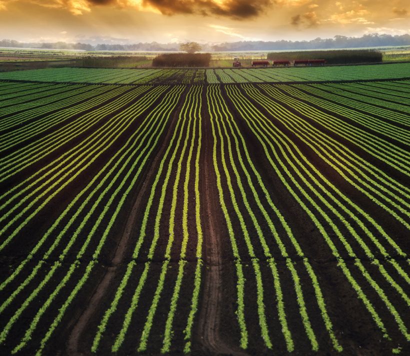 Lines of crops in a field