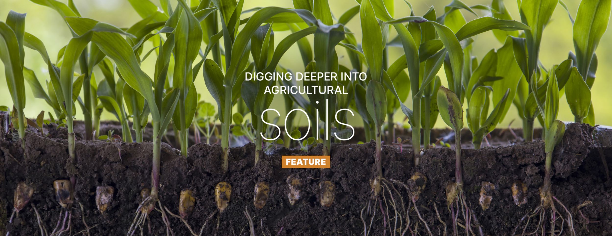 Freshly picked carrots