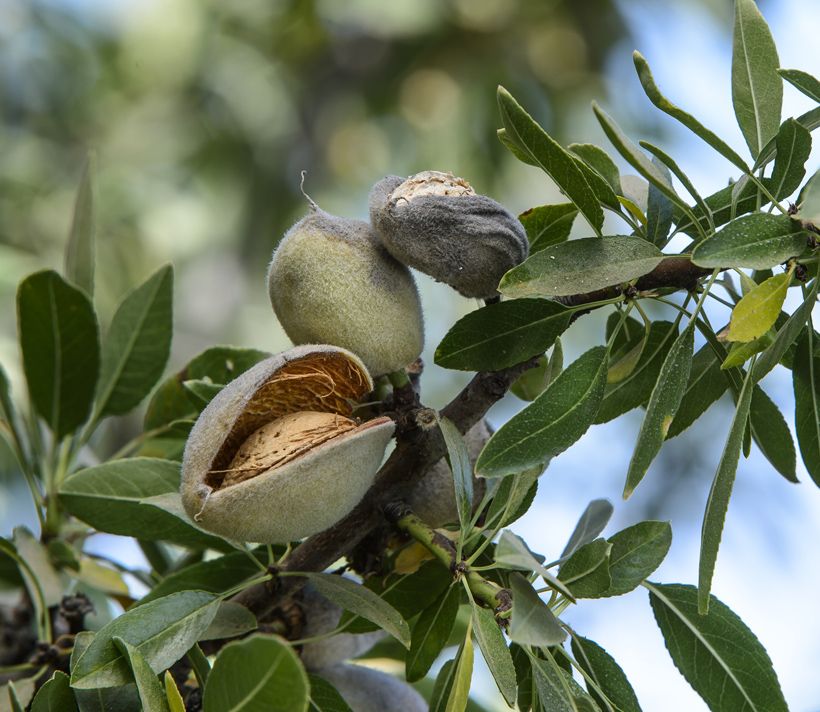 Almonds growing