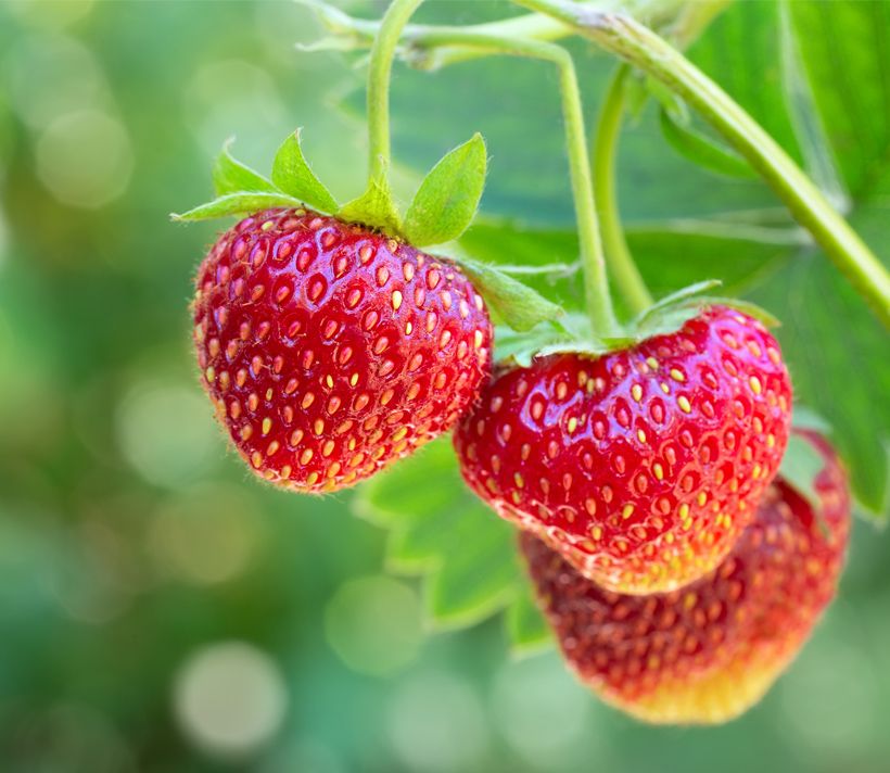 Strawberries growing
