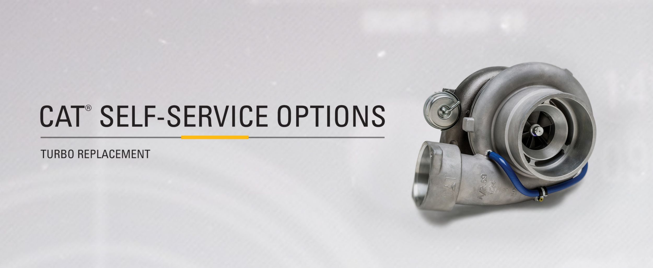 Cat Turbo on grey background