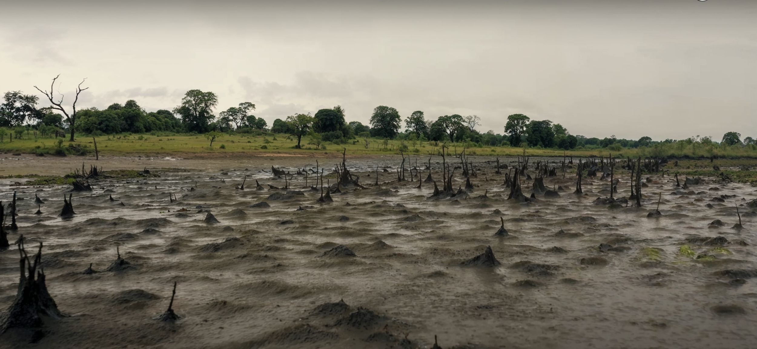 Floresta de manguezais de Manchón Guamuchal