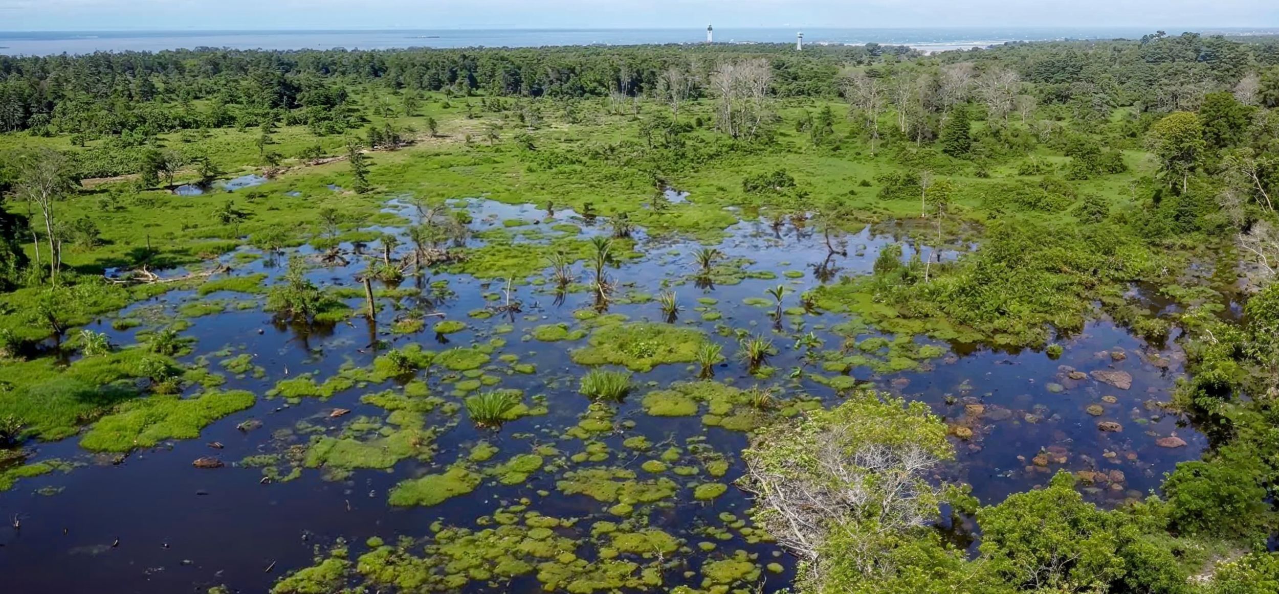 Floresta de manguezais