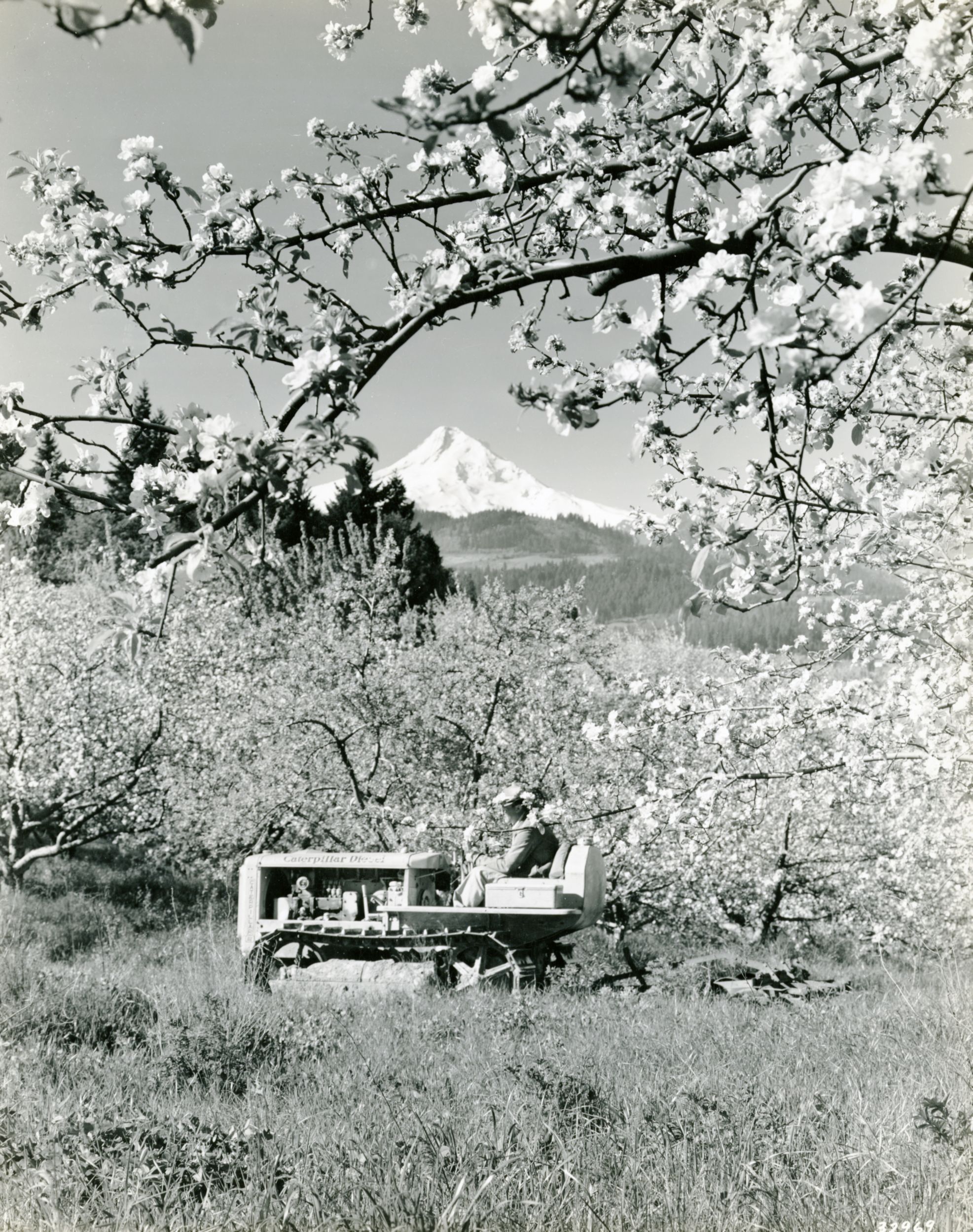 Caterpillar D2 Track-Type Tractor working in a cherry orchard with Mt. Hood in the background, April 16, 1940.