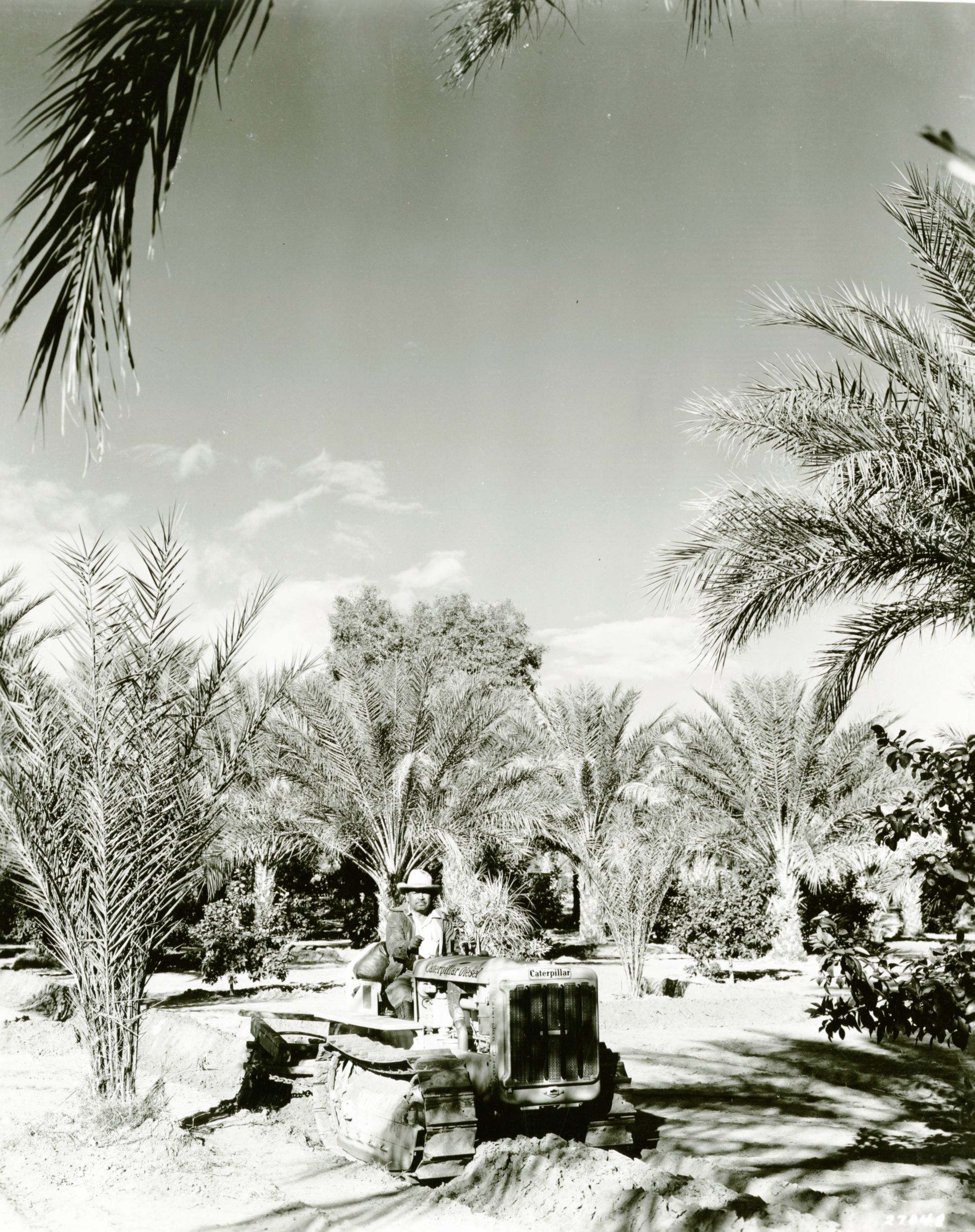Caterpillar D2 Track-Type Tractor working on seventy acres of dates and grapefruits, 1939.