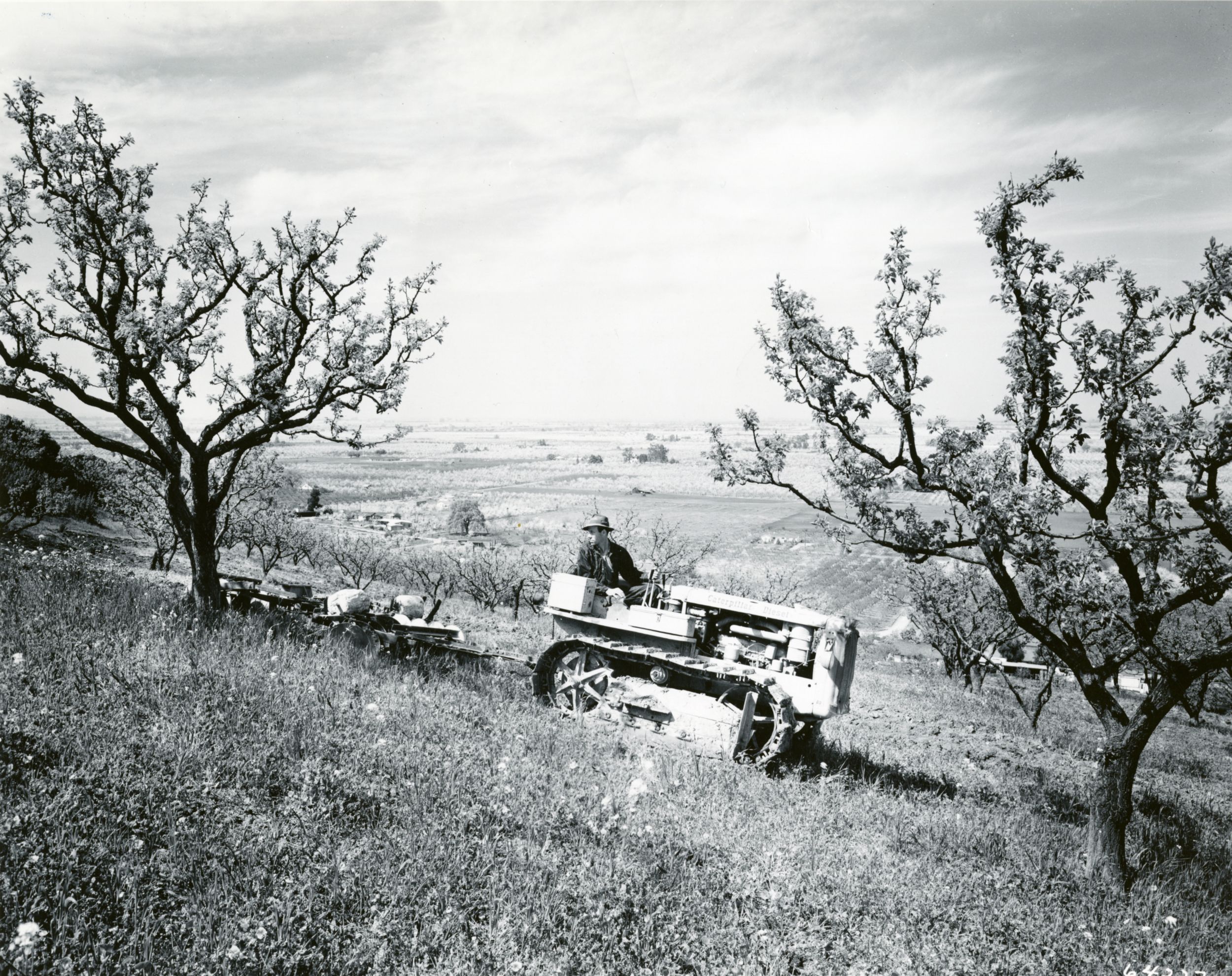 Caterpillar D2 Track-Type Tractor working in an apricot orchard overlooking the Santa Clara Valley in California, April 5, 1949.