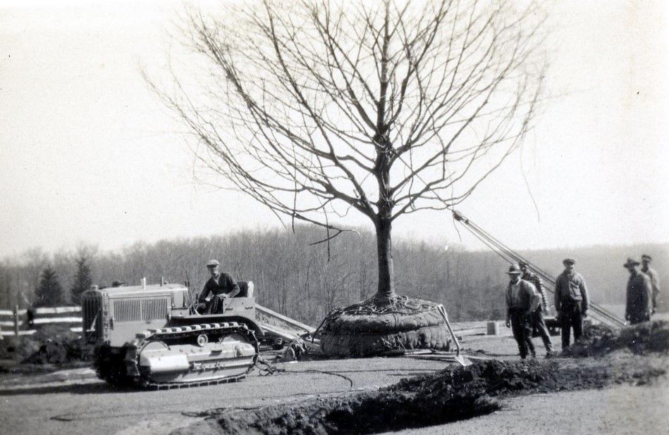 Caterpillar Model Twenty Track-Type Tractor helping plant a tree in New Jersey, ca. 1928.
