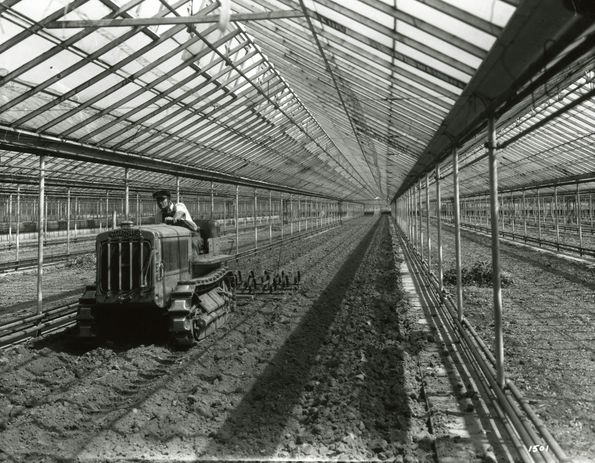 Caterpillar Ten Track-Type Tractor preparing the ground for planting lettuce inside the greenhouse of Miller Farm & Greenhouse Co. in Toledo, Ohio, September 1930.