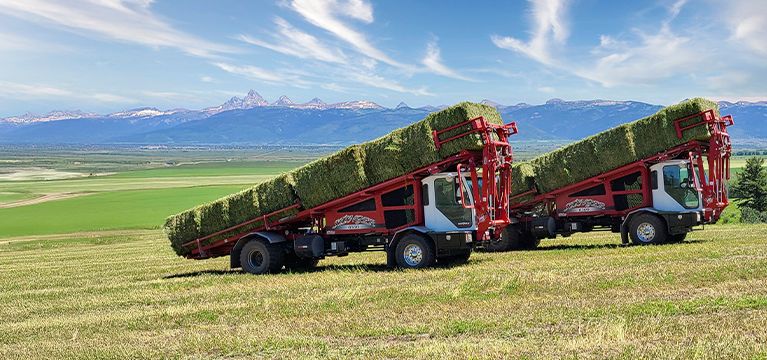 Stinger and Cat join forces