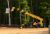 TH1255 Telehandler