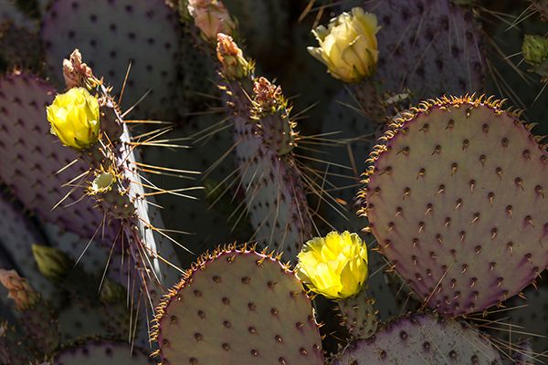 Closeup of Cactus at Tucson Proving Ground 