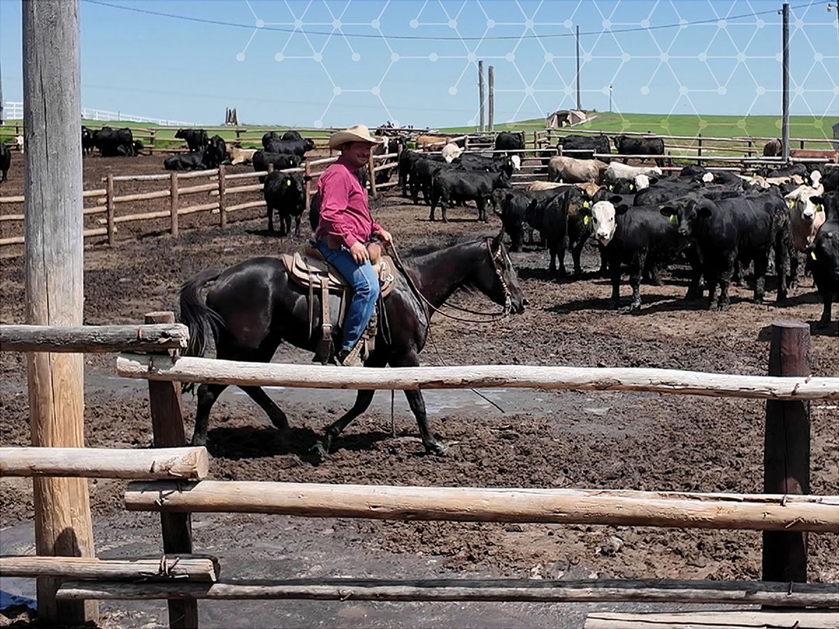 Man riding a horse with a herd of cattle nearby
