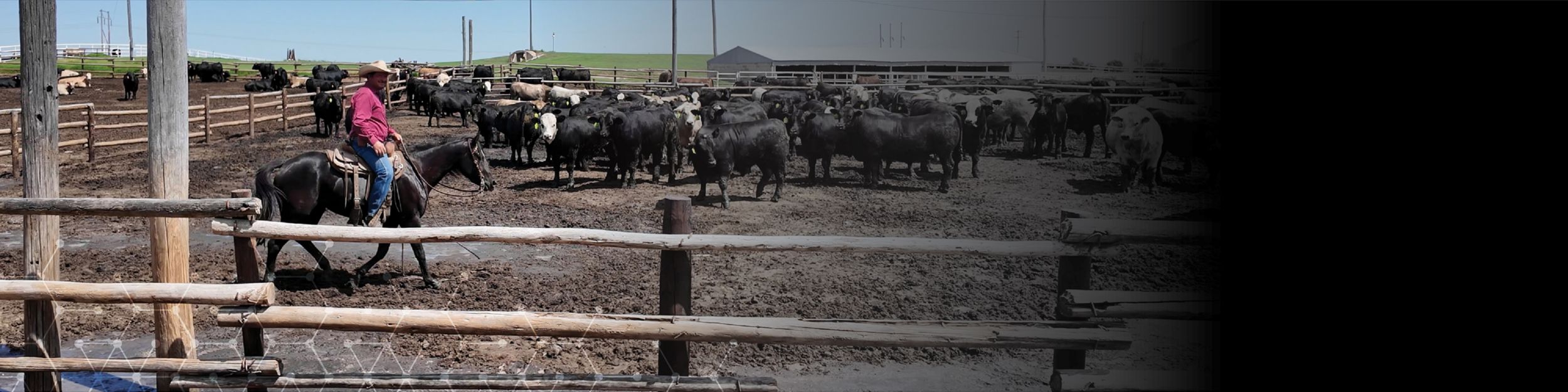 Man riding a horse with a herd of cattle nearby