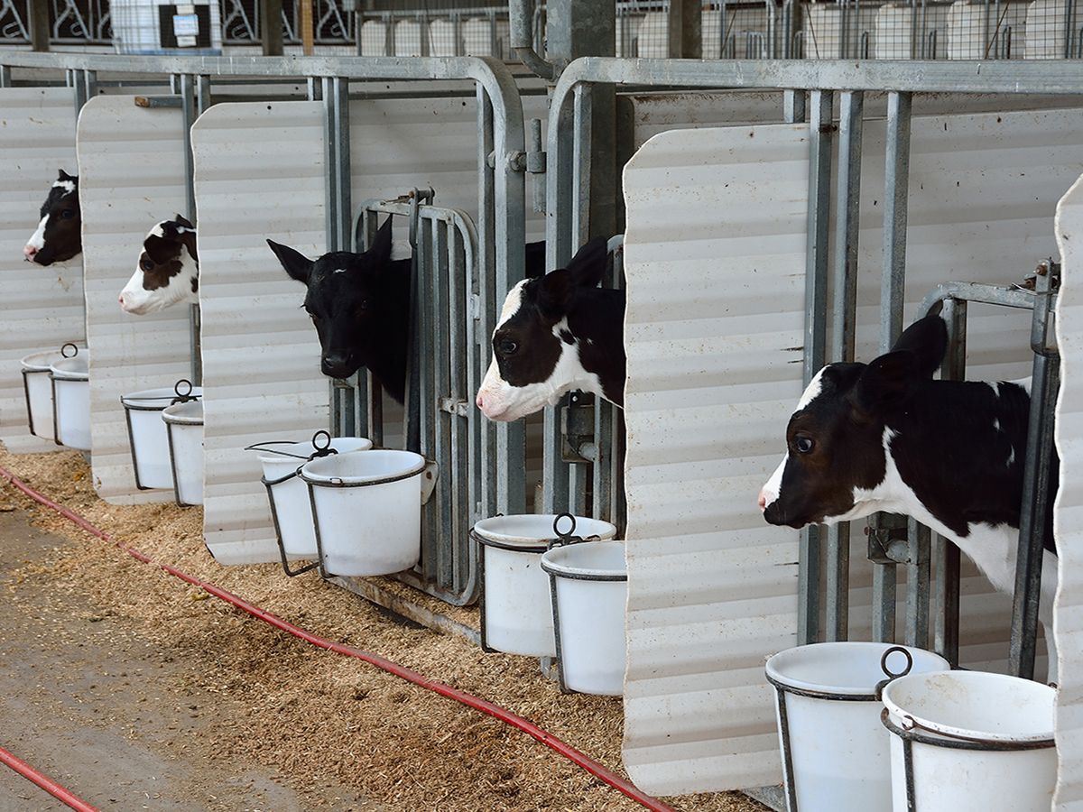 Cows at Wanner's Pride-N-Joy Farm